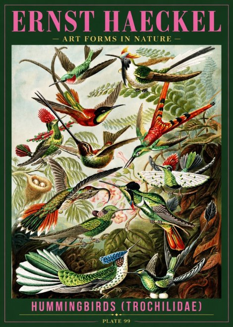 Ernst Haeckel Trochilidae - Hummingbirds No4 - Poszter