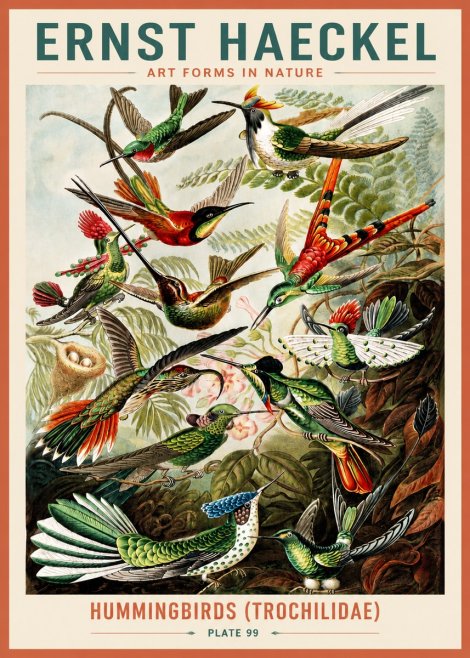 Ernst Haeckel Trochilidae - Hummingbirds No5 - Poszter