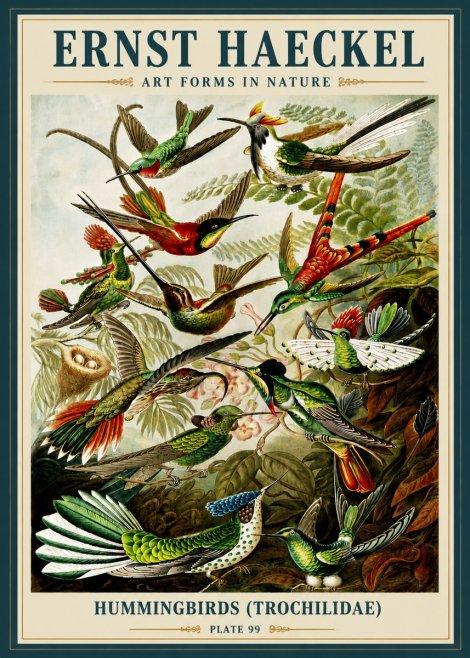 Ernst Haeckel Trochilidae - Hummingbirds No6 - Poszter