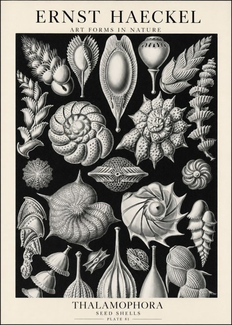 Ernst Haeckel Thalamophora No1 - Poszter