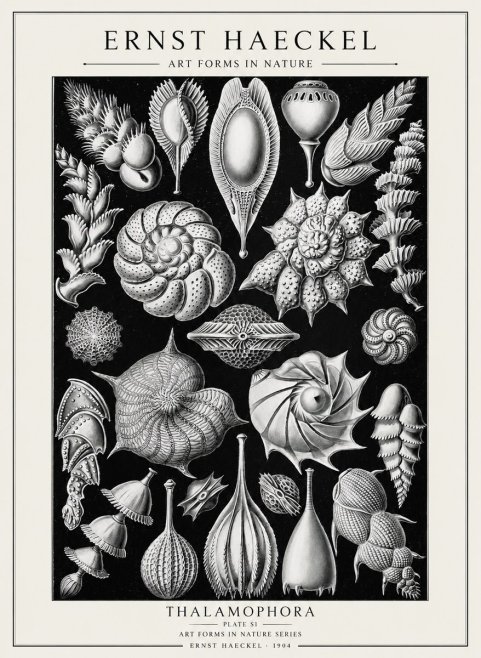 Ernst Haeckel Thalamophora No2 - Poszter