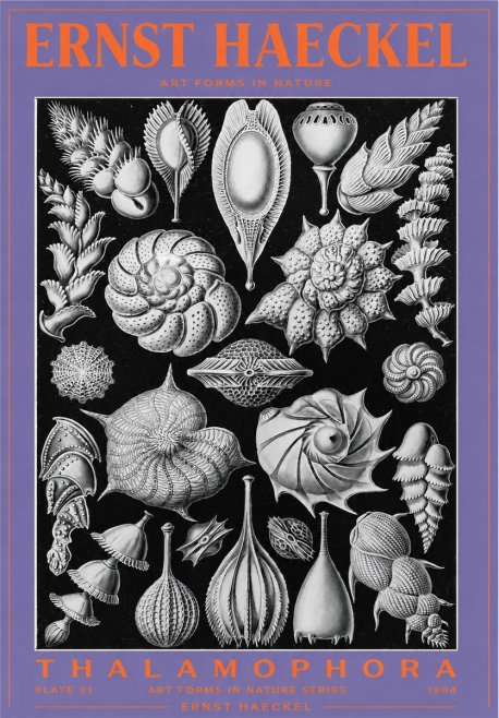Ernst Haeckel Thalamophora No3 - Poszter