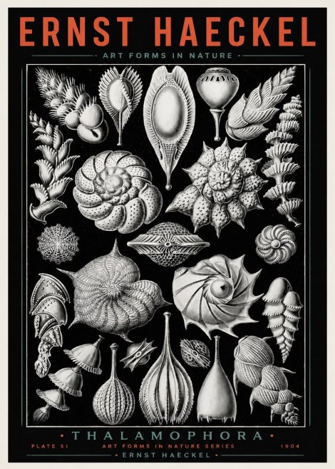 Ernst Haeckel Thalamophora No4 - Poszter