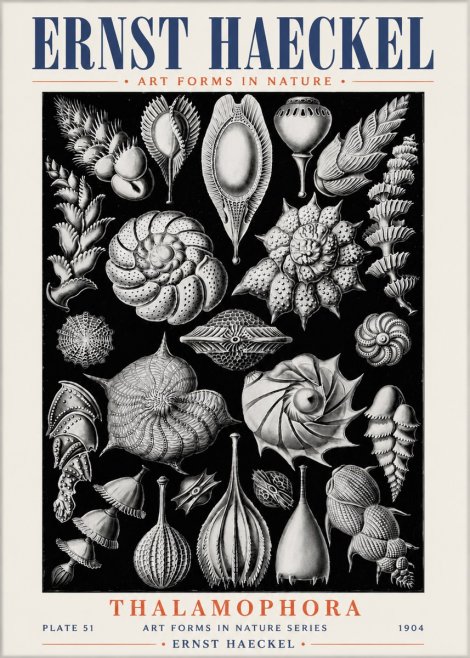 Ernst Haeckel Thalamophora No6 - Poszter