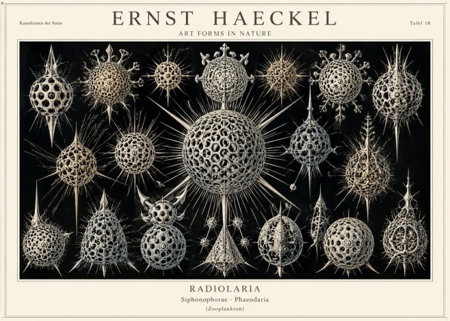 Ernst Haeckel Radiolaria No1 - Poszter