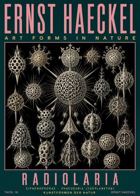 Ernst Haeckel Radiolaria No5 - Poszter