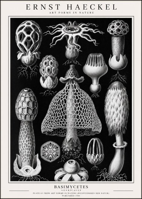 Ernst Haeckel Basimycetes Agaricales No1 - Poszter