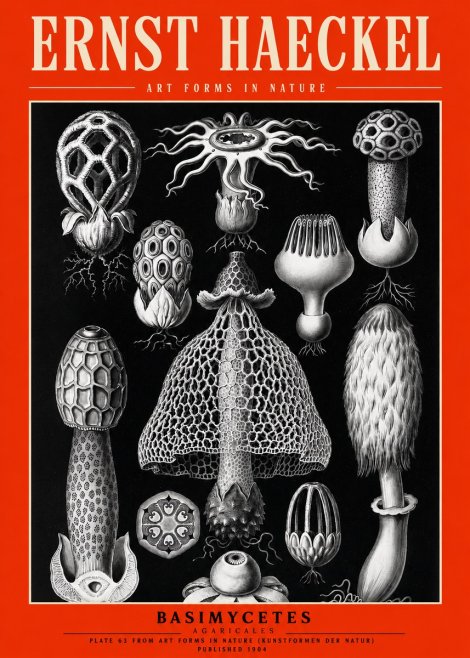 Ernst Haeckel Basimycetes Agaricales No2 - Poszter