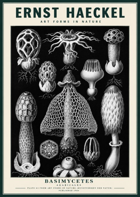 Ernst Haeckel Basimycetes Agaricales No3 - Poszter