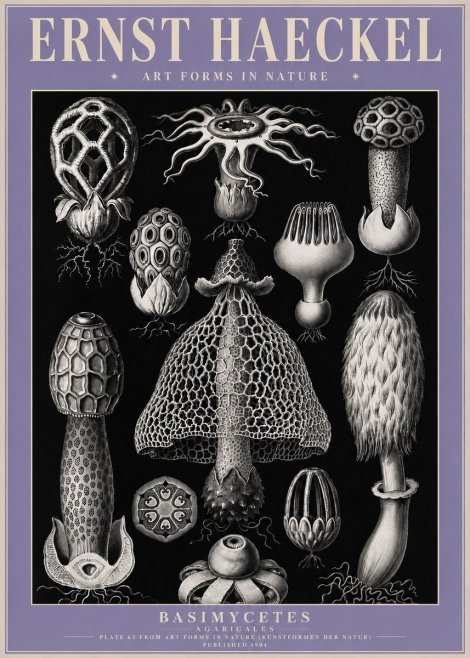Ernst Haeckel Basimycetes Agaricales No4 - Poszter