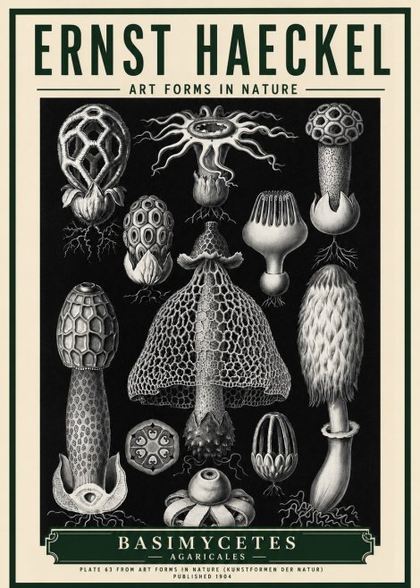 Ernst Haeckel Basimycetes Agaricales No5 - Poszter