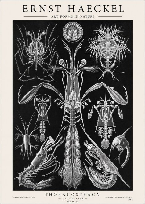 Ernst Haeckel Thoraocostraca - Crustaceans - Plate 76 No1 - Poszter