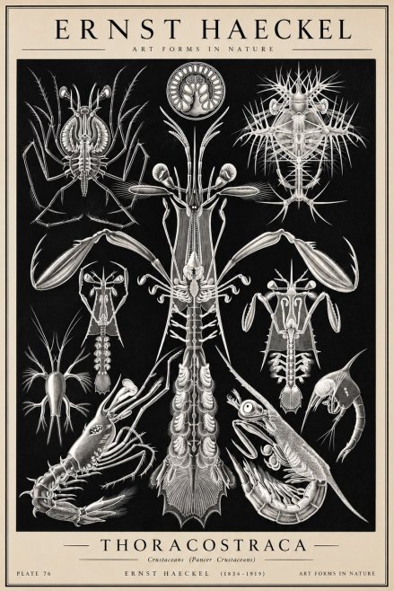 Ernst Haeckel Thoraocostraca - Crustaceans - Plate 76 No2 - Poszter