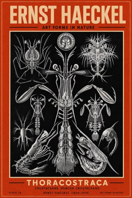 Ernst Haeckel Thoraocostraca - Crustaceans - Plate 76 No3 - Poszter