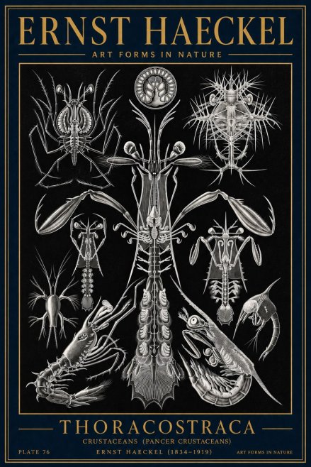 Ernst Haeckel Thoraocostraca - Crustaceans - Plate 76 No4 - Poszter
