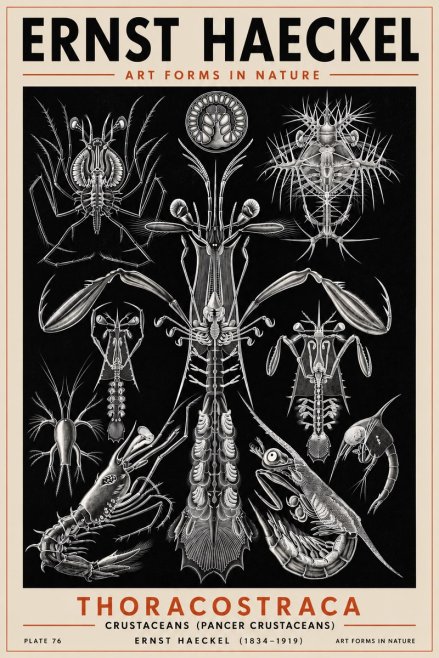 Ernst Haeckel Thoraocostraca - Crustaceans - Plate 76 No5 - Poszter