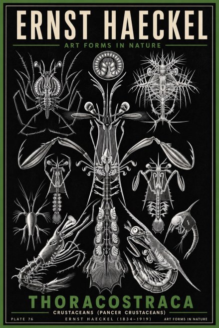 Ernst Haeckel Thoraocostraca - Crustaceans - Plate 76 No6 - Poszter