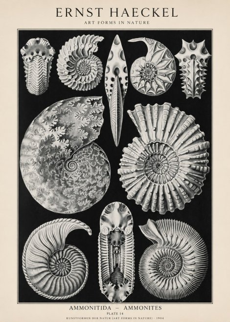 Ernst Haeckel Ammonitida - Ammonites No1 - Poszter