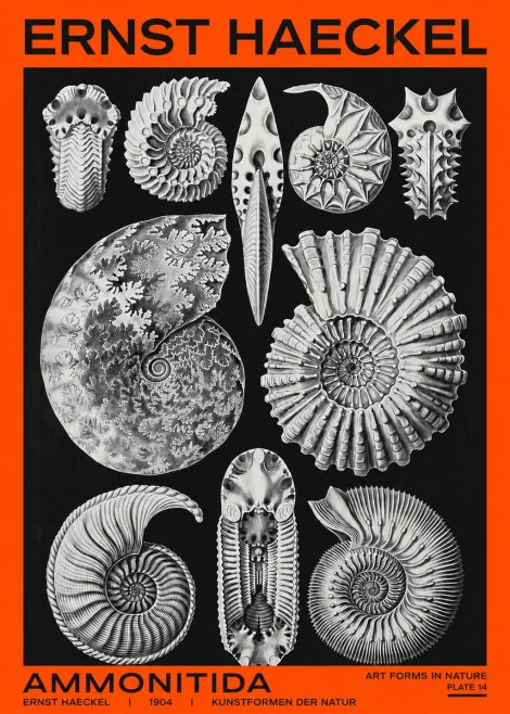 Ernst Haeckel Ammonitida - Ammonites No2 - Poszter