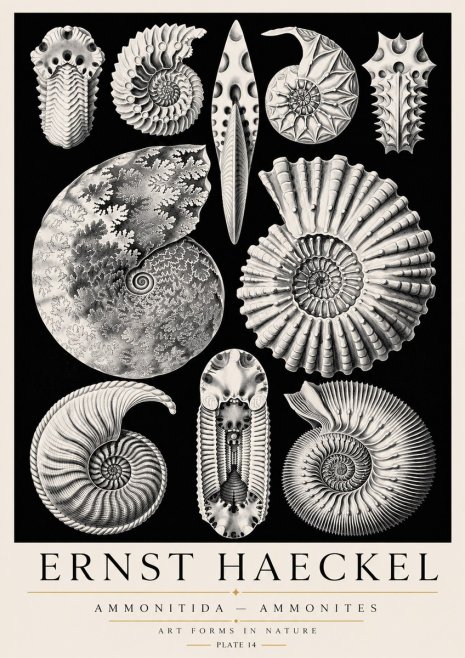 Ernst Haeckel Ammonitida - Ammonites No3 - Poszter