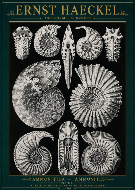 Ernst Haeckel Ammonitida - Ammonites No4 - Poszter