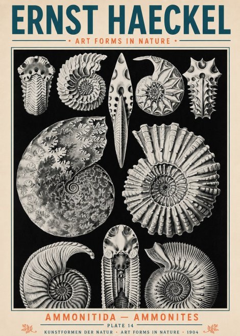 Ernst Haeckel Ammonitida - Ammonites No5 - Poszter