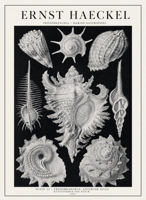 Ernst Haeckel Prosobranchia - Marine Gastropods No1 - Poszter