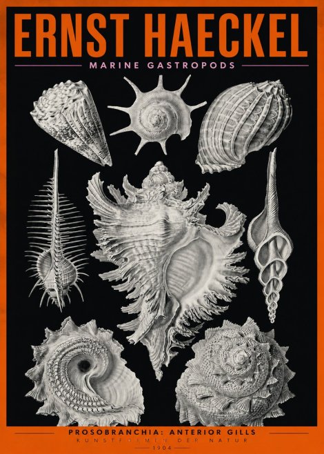 Ernst Haeckel Prosobranchia - Marine Gastropods No2 - Poszter