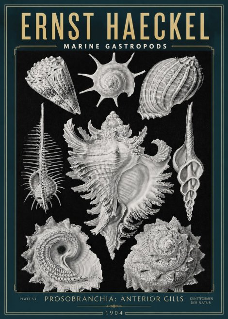 Ernst Haeckel Prosobranchia - Marine Gastropods No3 - Poszter
