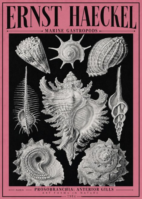 Ernst Haeckel Prosobranchia - Marine Gastropods No4 - Poszter