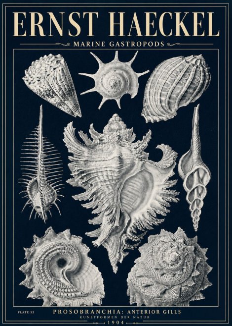 Ernst Haeckel Prosobranchia - Marine Gastropods No5 - Poszter