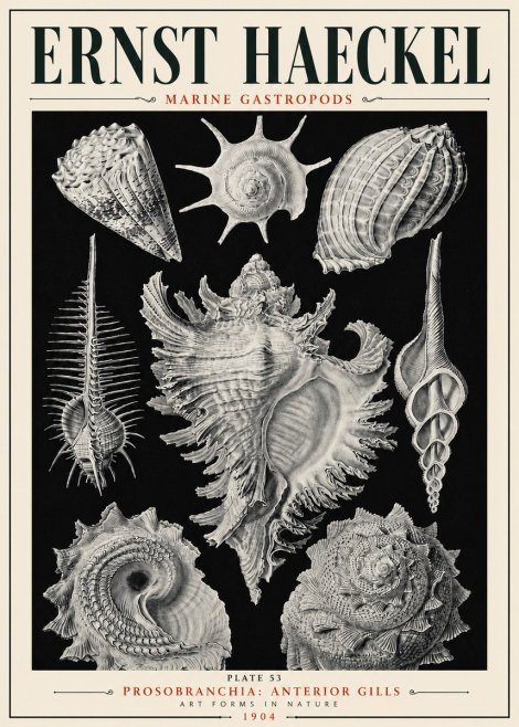 Ernst Haeckel Prosobranchia - Marine Gastropods No6 - Poszter