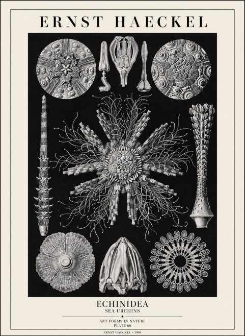 Ernst Haeckel Echinidea Sea Urchins No1 - Poszter