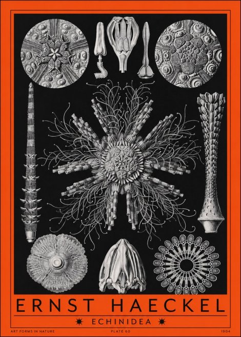 Ernst Haeckel Echinidea Sea Urchins No2 - Poszter