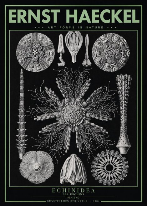 Ernst Haeckel Echinidea Sea Urchins No3 - Poszter