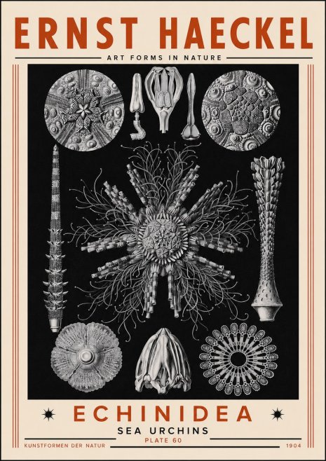 Ernst Haeckel Echinidea Sea Urchins No5 - Poszter
