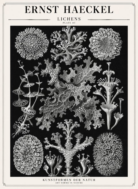 Ernst Haeckel Lichens - Plate 83 No1 - Poszter