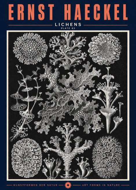 Ernst Haeckel Lichens - Plate 83 No2 - Poszter