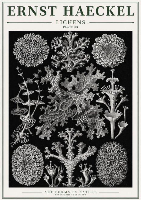 Ernst Haeckel Lichens - Plate 83 No3 - Poszter