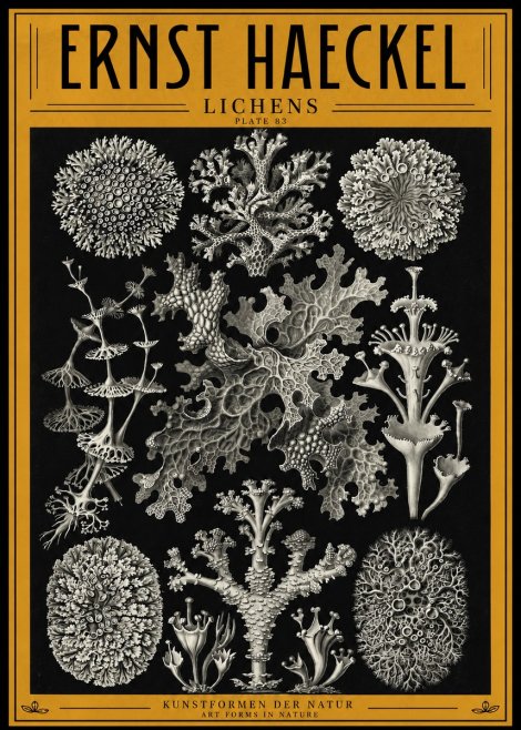 Ernst Haeckel Lichens - Plate 83 No4 - Poszter