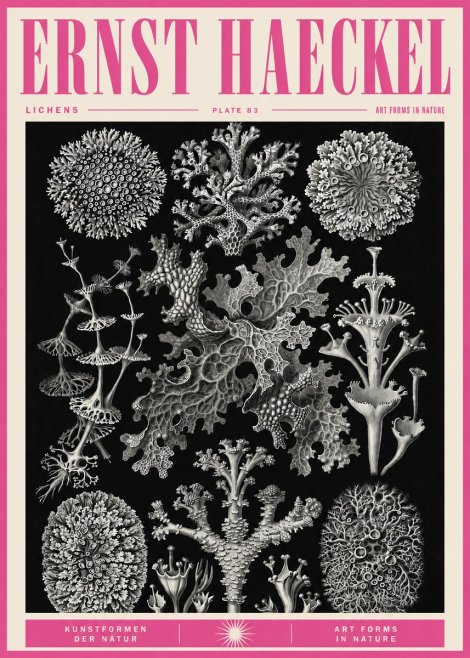 Ernst Haeckel Lichens - Plate 83 No5 - Poszter