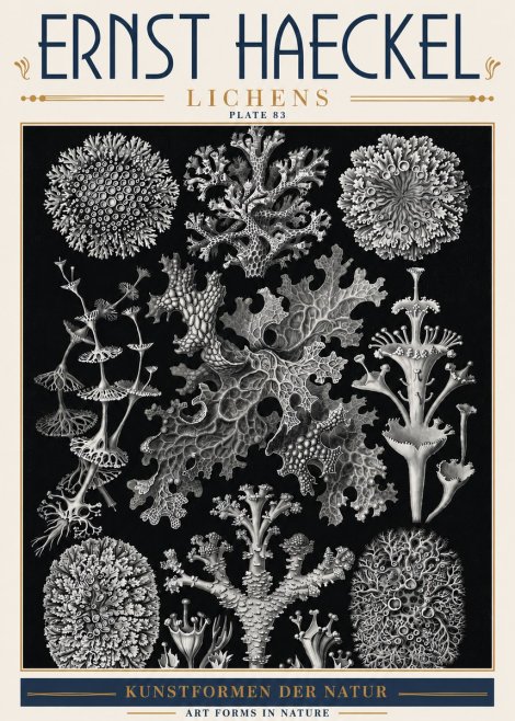 Ernst Haeckel Lichens - Plate 83 No6 - Poszter