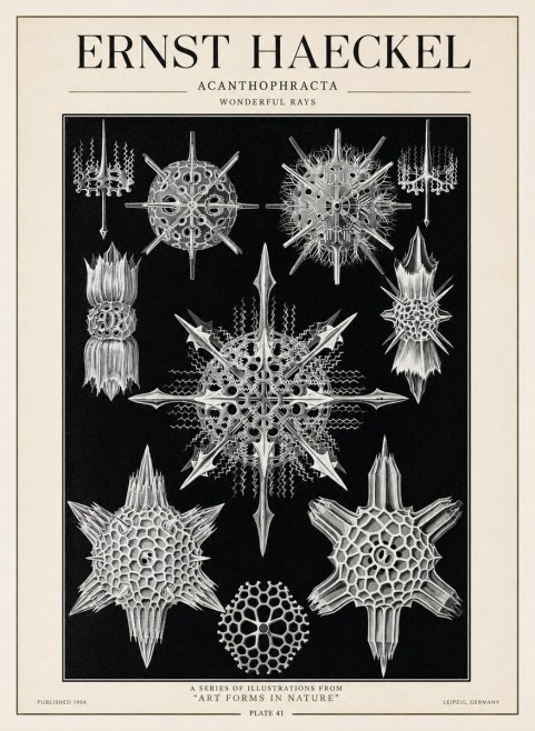 Ernst Haeckel Acanthophracta - Wonderful Rays No1 - Poszter