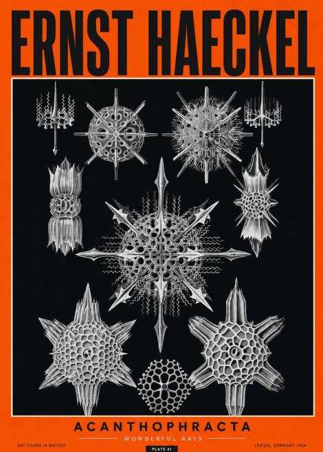 Ernst Haeckel Acanthophracta - Wonderful Rays No2 - Poszter