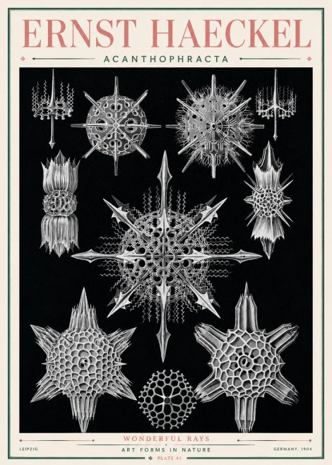 Ernst Haeckel Acanthophracta - Wonderful Rays No3 - Poszter