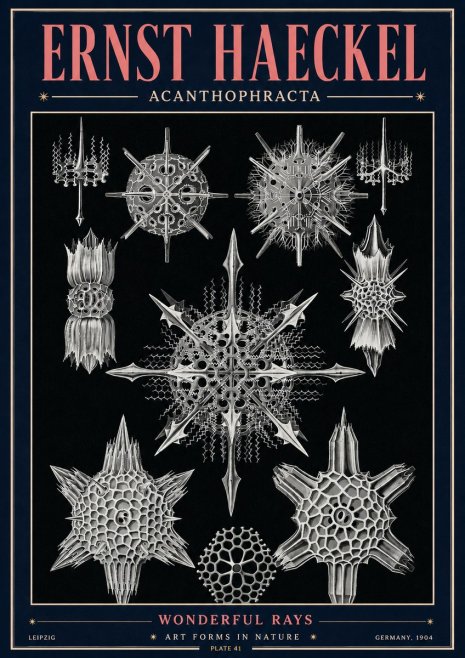 Ernst Haeckel Acanthophracta - Wonderful Rays No4 - Poszter
