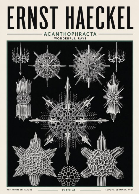Ernst Haeckel Acanthophracta - Wonderful Rays No5 - Poszter