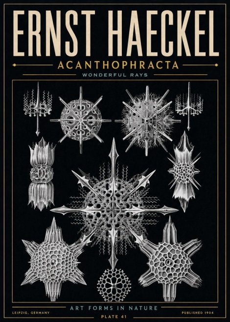 Ernst Haeckel Acanthophracta - Wonderful Rays No6 - Poszter