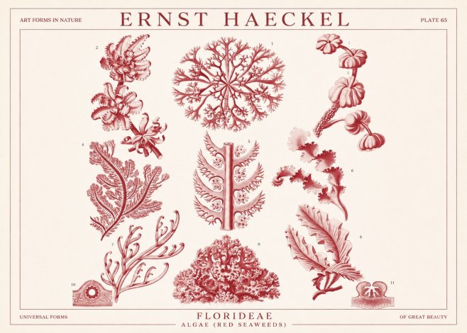 Ernst Haeckel Florideae (Red Seaweeds) No1 - Poszter