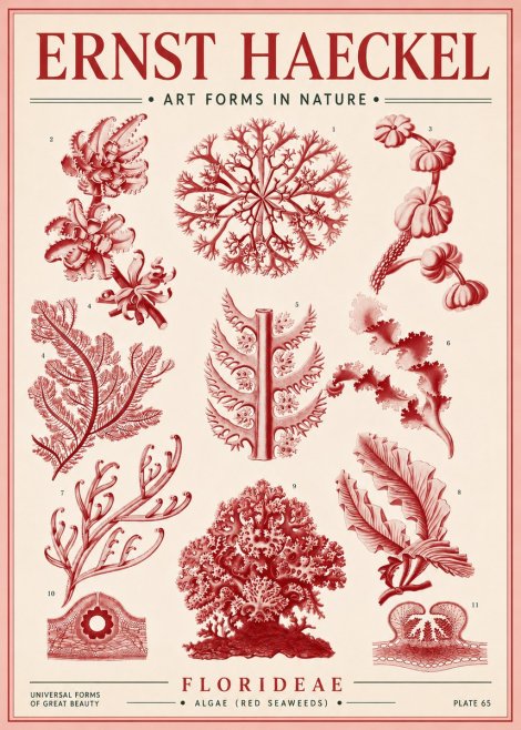 Ernst Haeckel Florideae (Red Seaweeds) No4 - Poszter